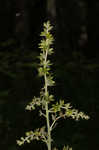 Green false hellebore